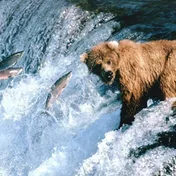 a brown bear in a waterfall