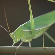 a green grasshopper